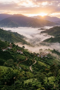 Montaña cafetera con niebla al amanecer