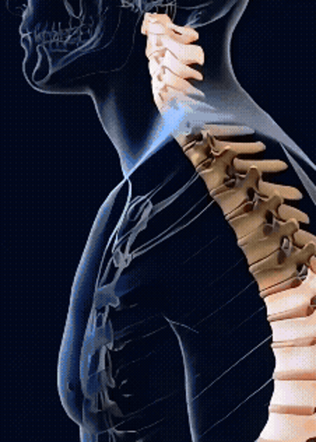 The spine and ribs seen through the body