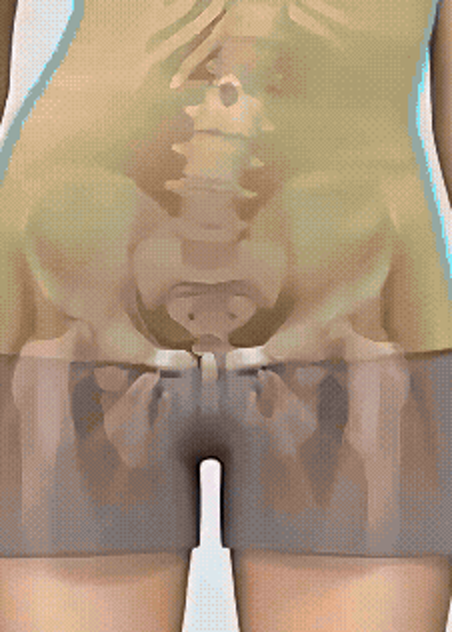 The pelvis inside a translucent body
